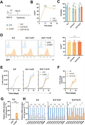 LIN28 upregulation in primary human T cells impaired CAR T antitumoral activity